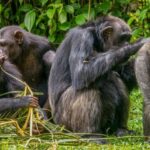 Monkey See, Monkey Do: Urination is Socially Contagious Among Chimps, New Study Reveals