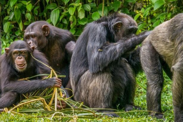 Monkey See, Monkey Do: Urination is Socially Contagious Among Chimps, New Study Reveals