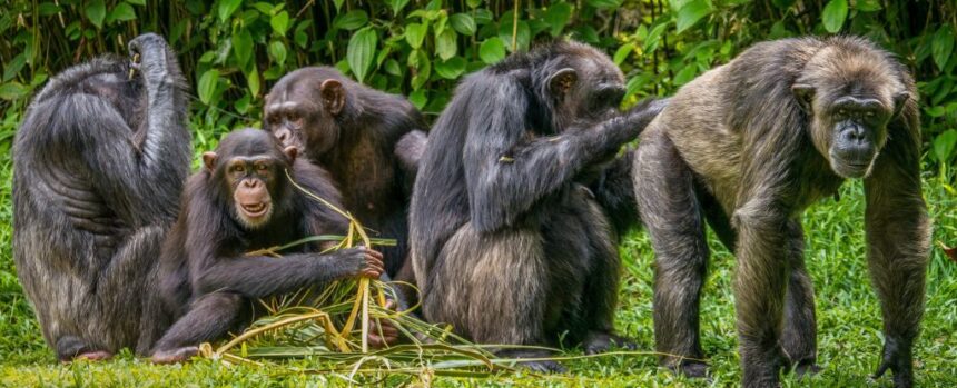 Monkey See, Monkey Do: Urination is Socially Contagious Among Chimps, New Study Reveals